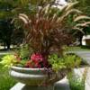 Summer Container
