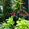 Summer Container