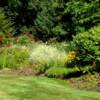 garden scape