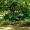 garden scape