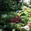 garden scape