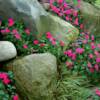 garden scape